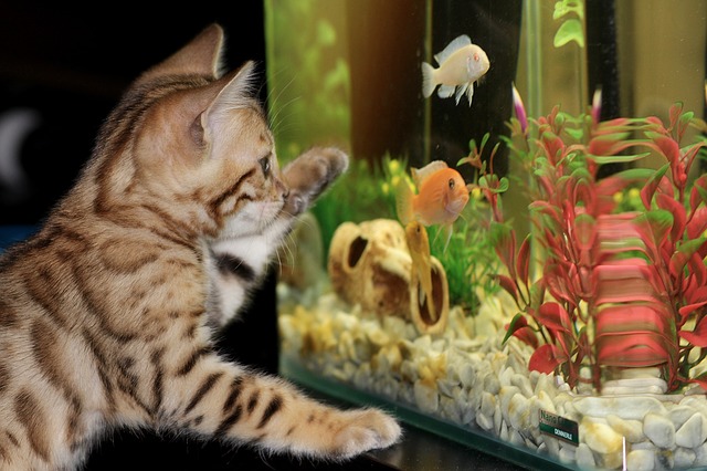 kotě se dívá na akvárium